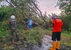 Cuaca ekstrem Mengakibatkan Pohon Tumbang, Babinsa Koramil 0804/08 Barat Sigap Berikan Tindakan Darurat