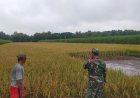 Babinsa desa pojoksari Koramil 0804/09 Sukomoro turun ke sawah siap panen padi   