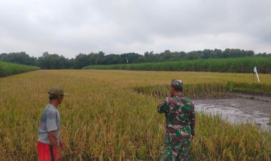 Babinsa desa pojoksari Koramil 0804/09 Sukomoro turun ke sawah siap panen padi   